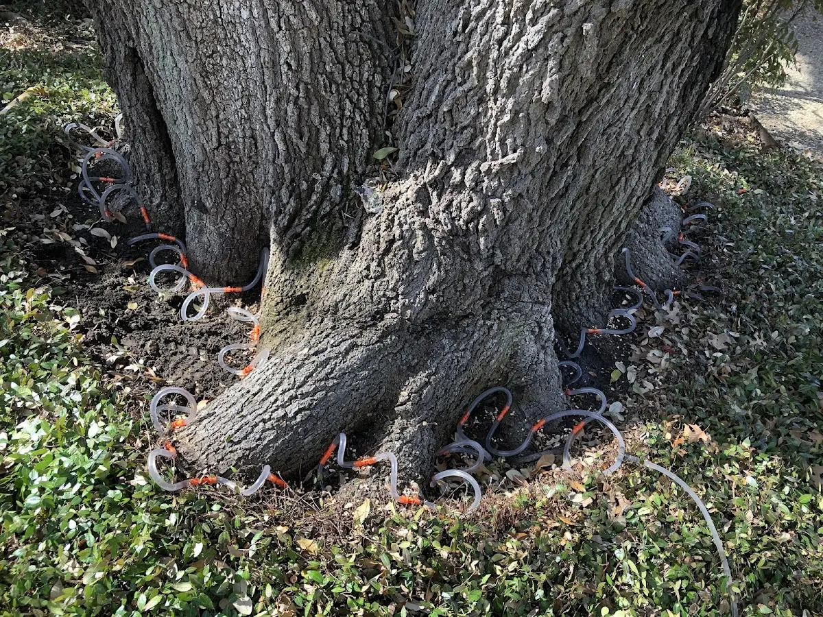 Detailed Tree Cabling and Bracing job site in Corunna