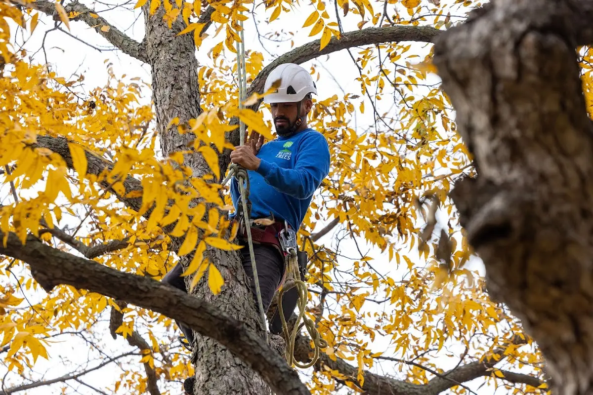 Skilled Tree Pruning crew working in Corunna